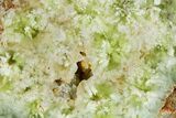 Wide Polished Prehnite Section - Australia #353728-1